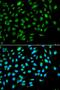 Inhibitor of growth protein 3 antibody, orb178656, Biorbyt, Immunofluorescence image 
