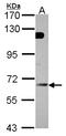 Guanylate Binding Protein 5 antibody, LS-C185852, Lifespan Biosciences, Western Blot image 