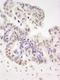 HIV-1 Tat Specific Factor 1 antibody, IHC-00424, Bethyl Labs, Immunohistochemistry frozen image 