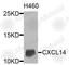 Bmac antibody, A9857, ABclonal Technology, Western Blot image 