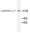 Laminin Subunit Gamma 1 antibody, AP20488PU-N, Origene, Western Blot image 