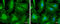 Zyxin antibody, GTX132295, GeneTex, Immunofluorescence image 