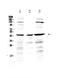 Prolactin Regulatory Element Binding antibody, A04946, Boster Biological Technology, Western Blot image 