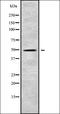 Apolipoprotein L6 antibody, orb338015, Biorbyt, Western Blot image 