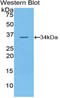 NIMA Related Kinase 2 antibody, LS-C295623, Lifespan Biosciences, Western Blot image 