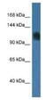 V(D)J recombination-activating protein 1 antibody, NBP1-74190, Novus Biologicals, Western Blot image 