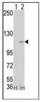 Lysine Demethylase 1A antibody, AP11212PU-N, Origene, Western Blot image 