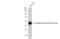 Coagulation Factor III, Tissue Factor antibody, GTX01033, GeneTex, Western Blot image 
