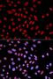 Prostaglandin F synthase antibody, orb48277, Biorbyt, Immunofluorescence image 