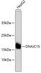 DnaJ homolog subfamily C member 15 antibody, 14-006, ProSci, Western Blot image 