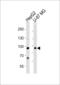 Upregulator Of Cell Proliferation antibody, LS-C160457, Lifespan Biosciences, Western Blot image 