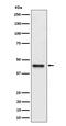 DAZ-associated protein 1 antibody, M07947, Boster Biological Technology, Western Blot image 
