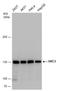 hCAP-E antibody, GTX130078, GeneTex, Western Blot image 
