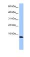 Spermatid nuclear transition protein 1 antibody, orb325877, Biorbyt, Western Blot image 