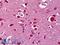 Ccn5 antibody, LS-B6392, Lifespan Biosciences, Immunohistochemistry frozen image 