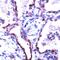 Claudin 5 antibody, PA5-32355, Invitrogen Antibodies, Immunohistochemistry frozen image 