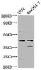 MAF BZIP Transcription Factor B antibody, LS-C680803, Lifespan Biosciences, Western Blot image 