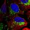 Translocase Of Outer Mitochondrial Membrane 70 antibody, HPA048020, Atlas Antibodies, Immunofluorescence image 