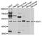 Proto-oncogene Wnt-1 antibody, abx135727, Abbexa, Western Blot image 