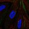 Myotubularin Related Protein 9 antibody, HPA070944, Atlas Antibodies, Immunofluorescence image 