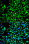 NME/NM23 Nucleoside Diphosphate Kinase 2 antibody, 22-943, ProSci, Immunofluorescence image 