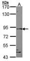 SLIT and NTRK-like protein 1 antibody, GTX107746, GeneTex, Western Blot image 