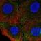 CD49D antibody, HPA074961, Atlas Antibodies, Immunofluorescence image 