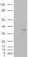 Neutrophil Cytosolic Factor 4 antibody, EB07895, Everest Biotech, Western Blot image 