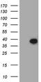 Family With Sequence Similarity 151 Member B antibody, TA811466, Origene, Western Blot image 