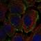 Protein Tyrosine Phosphatase Receptor Type B antibody, HPA067868, Atlas Antibodies, Immunofluorescence image 
