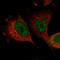 SH3 Domain Binding Protein 2 antibody, HPA036790, Atlas Antibodies, Immunofluorescence image 