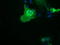 B7 antibody, TA501576, Origene, Immunofluorescence image 