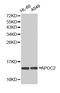 Apolipoprotein C2 antibody, MBS126312, MyBioSource, Western Blot image 