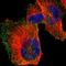 Huntingtin Interacting Protein 1 antibody, HPA013606, Atlas Antibodies, Immunofluorescence image 