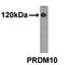PR domain zinc finger protein 10 antibody, F40201-0.4ML, NSJ Bioreagents, Western Blot image 