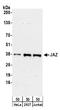 Zinc Finger Protein 346 antibody, A304-341A, Bethyl Labs, Western Blot image 
