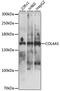 Collagen Type IV Alpha 5 Chain antibody, GTX00784, GeneTex, Western Blot image 