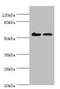 Cyclin Dependent Kinase 16 antibody, orb353214, Biorbyt, Western Blot image 
