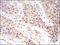 Killer cell immunoglobulin-like receptor 3DL1 antibody, orb339140, Biorbyt, Immunohistochemistry paraffin image 