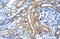 Potassium Voltage-Gated Channel Subfamily A Member 10 antibody, 28-252, ProSci, Immunohistochemistry frozen image 
