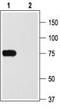 Potassium voltage-gated channel subfamily A member 2 antibody, TA328929, Origene, Western Blot image 