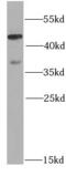26S protease regulatory subunit 6A antibody, FNab06879, FineTest, Western Blot image 