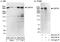 Ubiquitin Specific Peptidase 34 antibody, A300-824A, Bethyl Labs, Immunoprecipitation image 