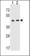 5-Hydroxytryptamine Receptor 4 antibody, LS-C165086, Lifespan Biosciences, Western Blot image 