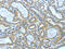 Sphingosine Kinase 2 antibody, CSB-PA548094, Cusabio, Immunohistochemistry paraffin image 