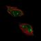 Histone PARylation Factor 1 antibody, NBP1-93973, Novus Biologicals, Immunocytochemistry image 