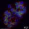 Glutathione Peroxidase 1 antibody, ab22604, Abcam, Immunocytochemistry image 