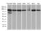 Protein transport protein Sec23B antibody, MA5-27262, Invitrogen Antibodies, Western Blot image 