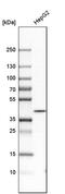 Guanosine Monophosphate Reductase 2 antibody, PA5-51481, Invitrogen Antibodies, Western Blot image 