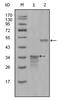 Secretoglobin Family 2A Member 2 antibody, AM06302SU-N, Origene, Western Blot image 